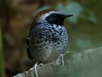 FL6A3258Squamate_Antbird