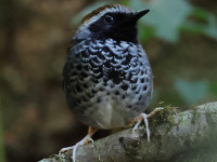 FL6A3268Squamate_Antbird