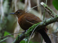 FL6A3371Rufous-breasted_Leaftosser