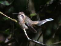 FL6A3668Dusky-throated_Hermit