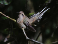 FL6A3677Dusky-throated_Hermit