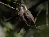 FL6A3681Dusky-throated_Hermit