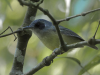 FL6A3825Plain_Antvireo