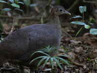 FL6A3897Solitary_Tinamou
