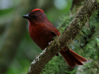 FL6A3963Red-crowned_Ant-Tanager