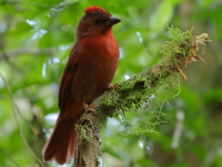 FL6A3991Red-crowned_Ant-Tanager