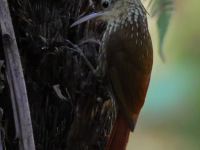 FL6A4195Lesser_Woodcreeper
