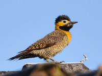 FL6A4338Campo_Flicker