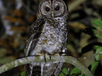 FL6A4471Rusty-barred_Owl