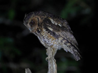 FL6A4503Long-tufted_Screech-Owl