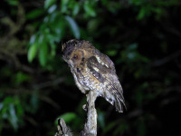 FL6A4512Long-tufted_Screech-Owl