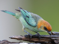 FL6A4562Chestnut-backed_Tanager