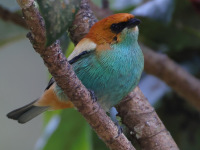 FL6A4599Chestnut-backed_Tanager