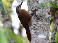 FL6A4705White-throated_Woodcreeper