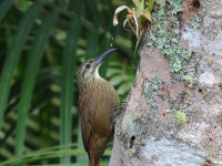 FL6A4750White-throated_Woodcreeper