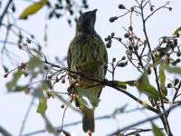 FL6A4884Female_Bare-Throated_Bellbird