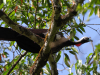 FL6A5073Black-fronted_Piping-Guan
