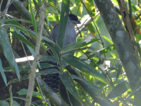 FL6A5116Giant_Antshrike