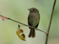 FL6A5386Drab-breasted_Pygmy-Tyrant