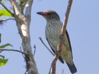 FL6A5435Black-tailed_Tityra