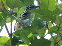FL6A5480Spot-backed_Antshrike