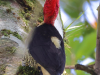 FL6A5684Helmeted_Woodpecker