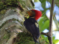 FL6A5726Helmeted_Woodpecker