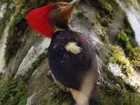 FL6A5744Helmeted_Woodpecker