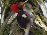 FL6A5746Helmeted_Woodpecker