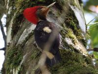FL6A5755Helmeted_Woodpecker