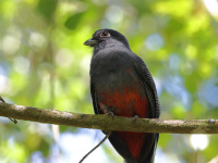 FL6A5820Female_Surucua_Trogon