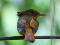 FL6A5941Atlantic_Royal_Flycatcher