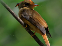 FL6A5948Atlantic_Royal_Flycatcher
