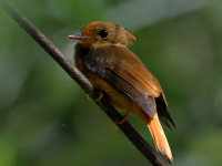 FL6A5951Atlantic_Royal_Flycatcher