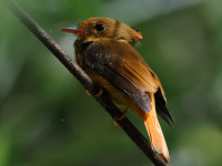 FL6A5954Atlantic_Royal_Flycatcher