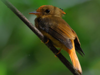 FL6A5957Atlantic_Royal_Flycatcher