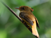 FL6A5968Atlantic_Royal_Flycatcher