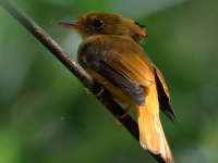 FL6A5970Atlantic_Royal_Flycatcher