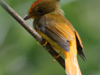 FL6A5977Atlantic_Royal_Flycatcher