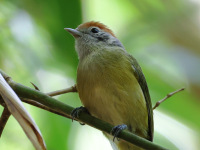 FL6A6065Rufous-crowned_Greenlet