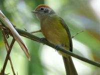 FL6A6071Rufous-crowned_Greenlet