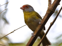 FL6A6469Rufous-browed-peppershrike