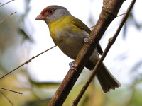 FL6A6475Rufous-Browed_Peppershrike_Ochre-Crowned