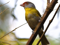 FL6A6491Rufous-Browed_Peppershrike_Ochre-Crowned