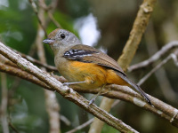 FL6A6596Female_Variable_Antshrike
