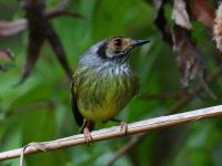 FL6A6658Eared_Pygmy-Tyrant