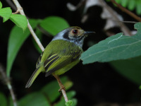 FL6A6668Eared_Pygmy-Tyrant