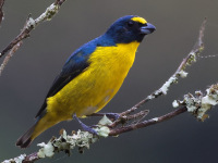 FL6A6801Green-Throated_Euphonia