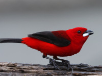 FL6A6816Brazilian_Tanager