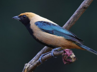 FL6A6905Burnished-Buff_Tanager